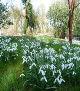 Hughenden snowdrops (© Gwen Miles)