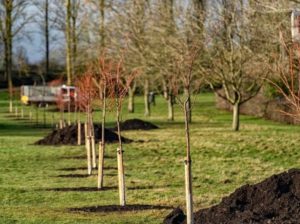 Planting of lime trees (© The Parks Trust)